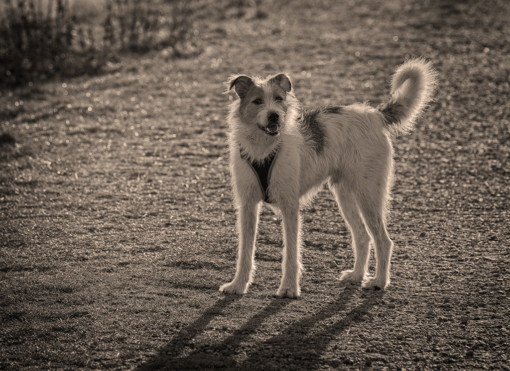 1111  Felix-16X_5063-1-Kopie.jpg